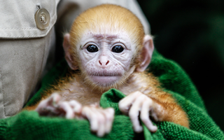 Illustration for article titled The Royal Baby Could Theoretically Look Like Any of These Babies
